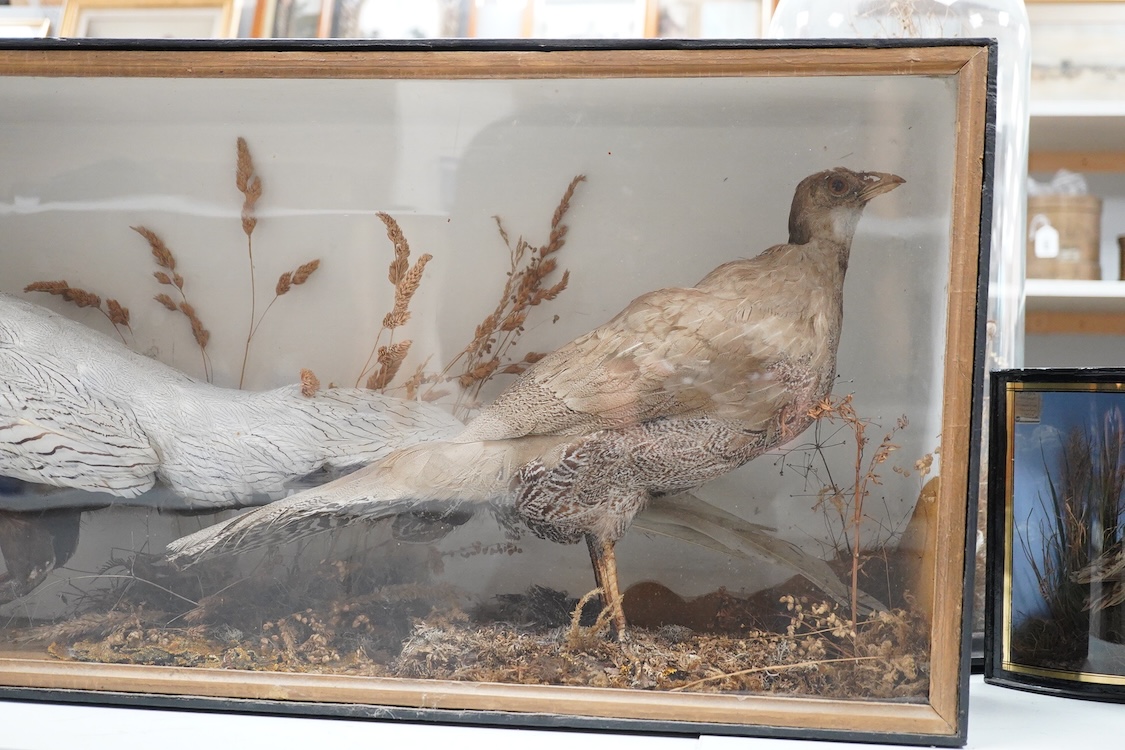 A Victorian cased taxidermy silver cock and hen pheasant in a landscape flat fronted cabinet, dimensions; 86.5cm wide, 38cm high, 20cm deep